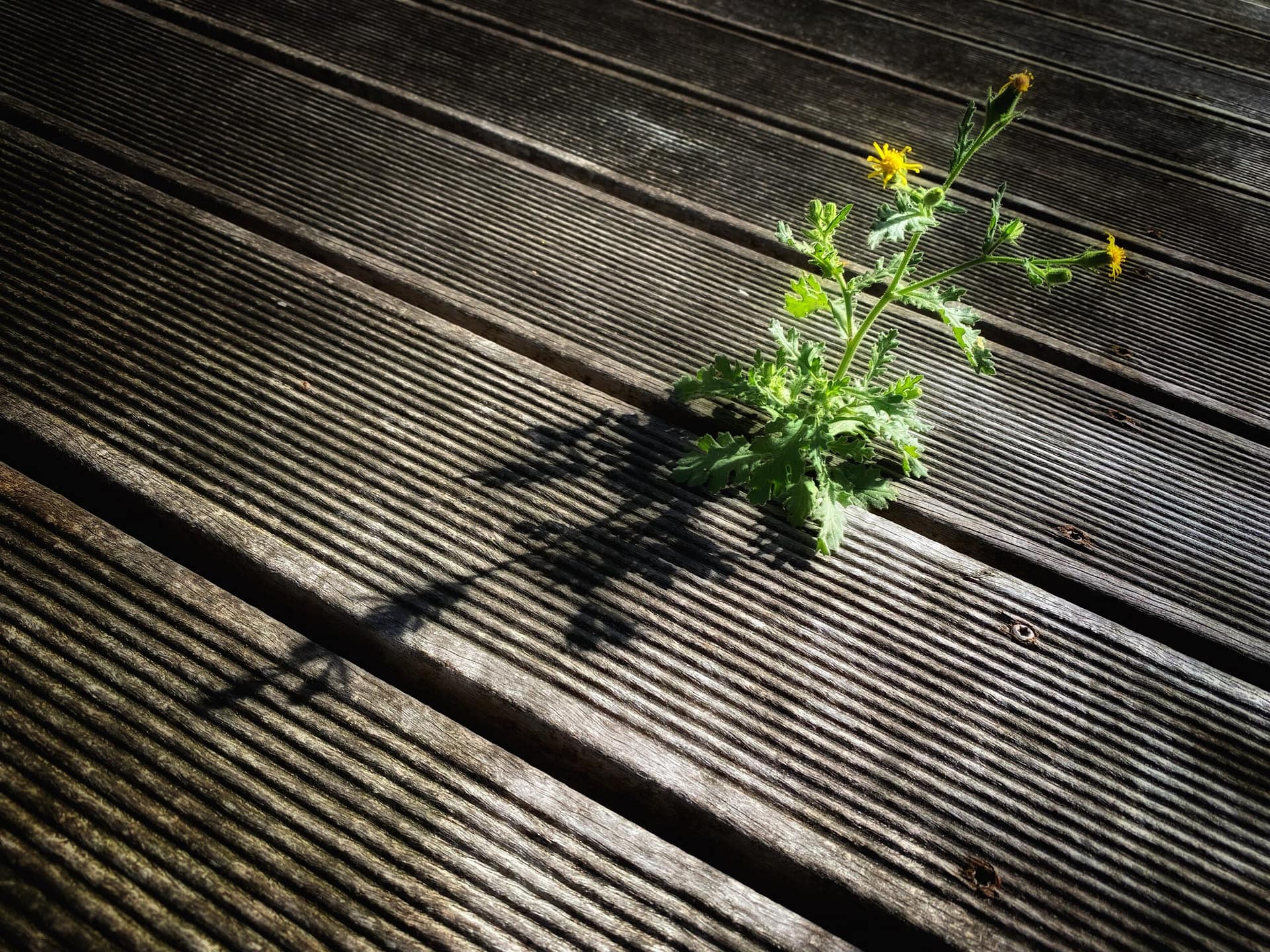 Wiener Fotomarathon Wettbewerb