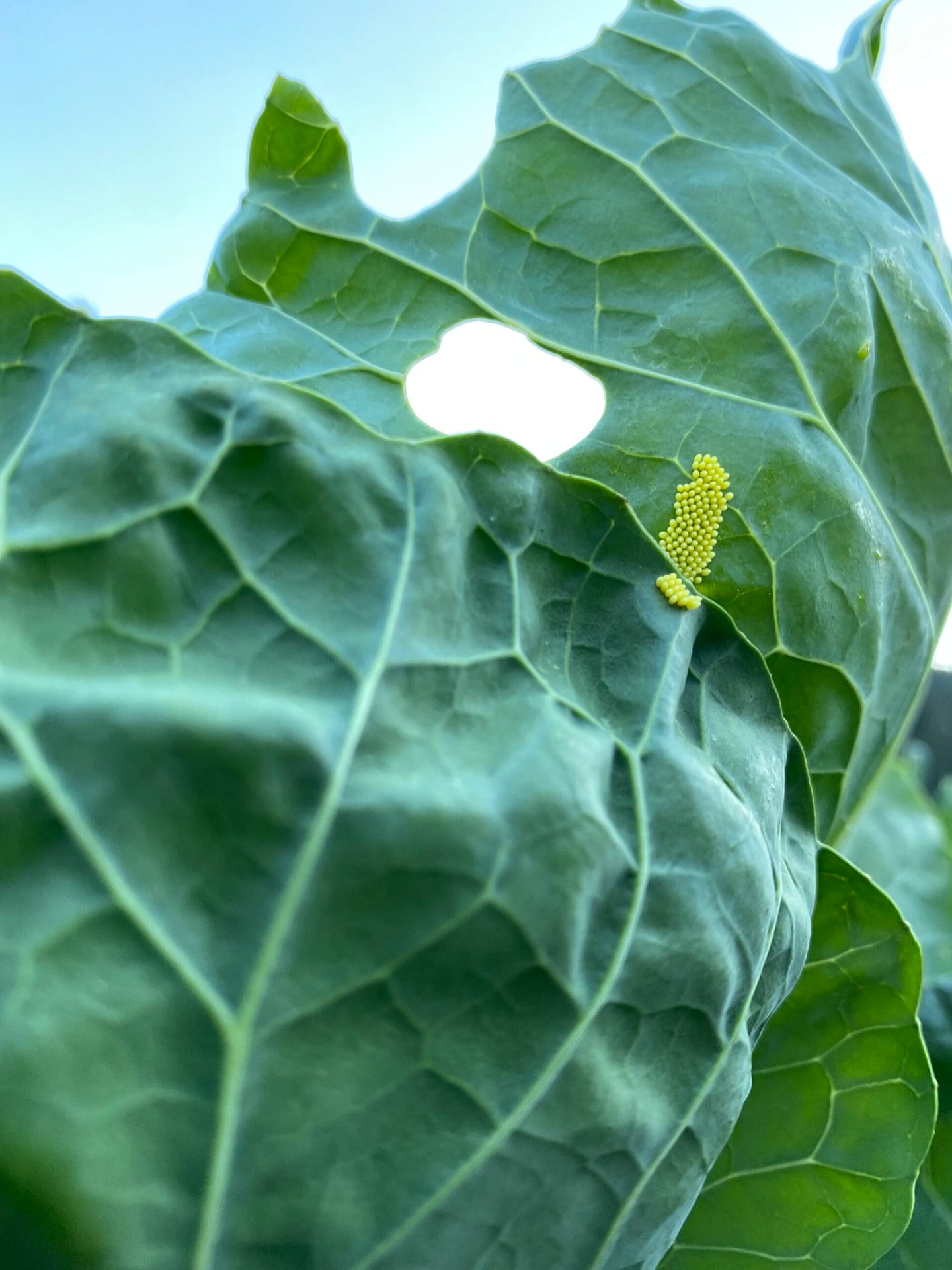 Wiener Fotomarathon Wettbewerb